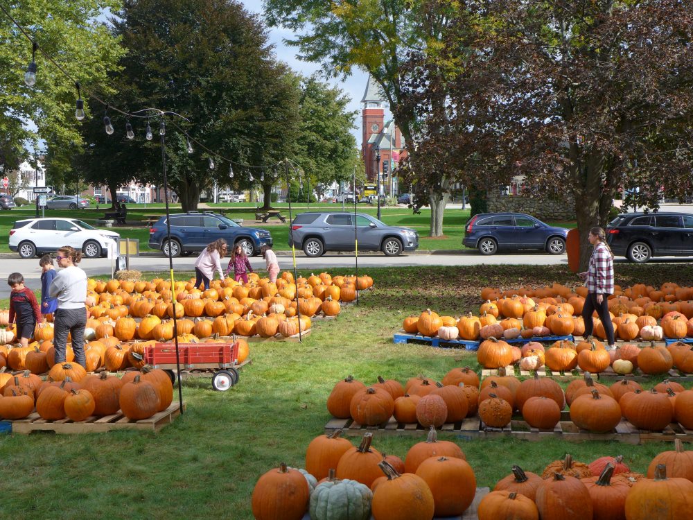 Pumpkin Patch, Walpole, Massachusetts