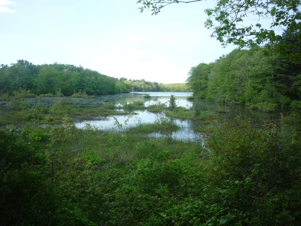 Picture of forest and water, Borderland State Park