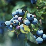 “Berry” Good News: Maine Blueberry Festivals to be Held Late Summer
