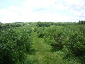 A blueberry field at Tangerini's Spring Street Farm, Millis MA (Photo by Eric)