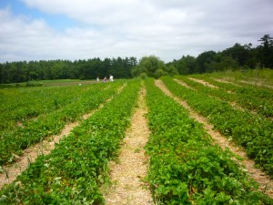 Picture of strawberry fields at Jane and Paul's Farm, Norfolk MA 