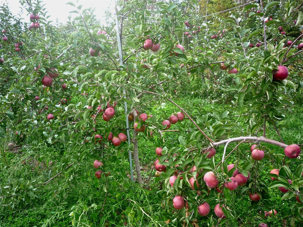 New England apple orchards