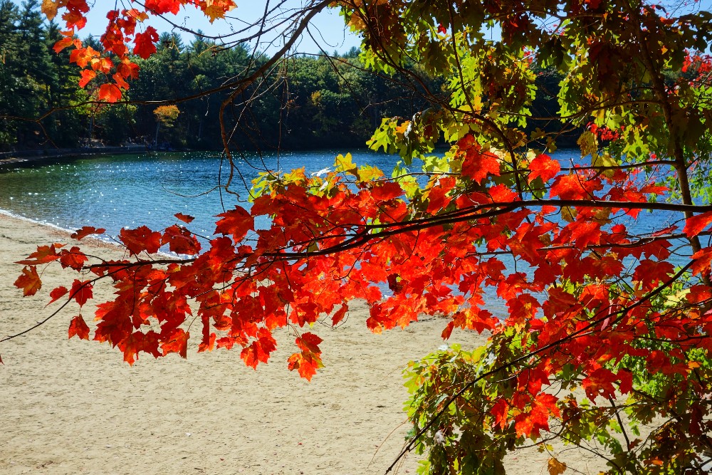 Foliage, beach view at Walden Pond in Concord, MA.