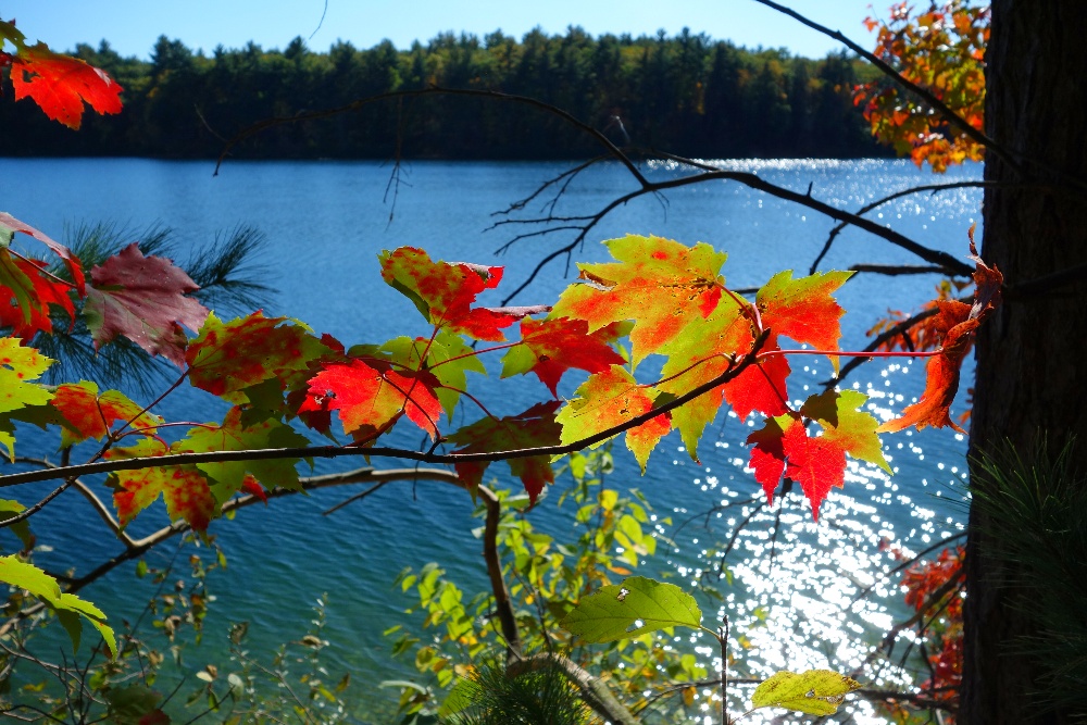 Fall colors at Walden Pond in Concord, MA.