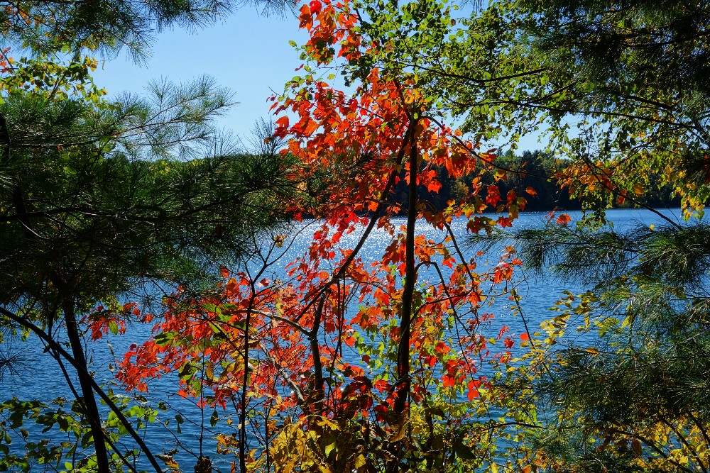 Those autumn vibes at Walden Pond in Concord, MA.