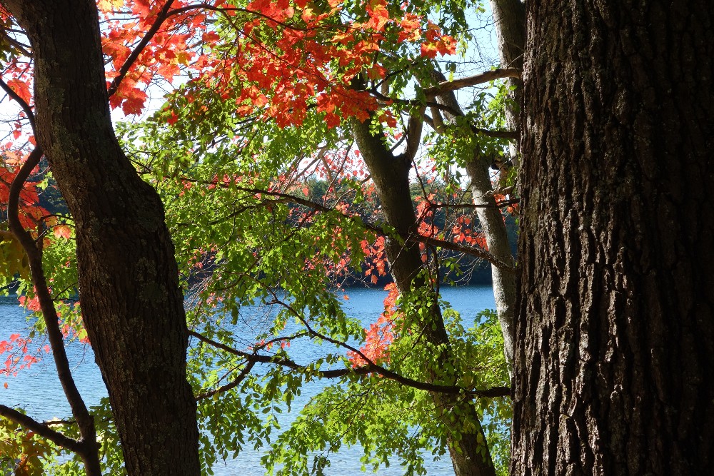 Trees, fall colors, water at Walden Pond in Concord, MA.