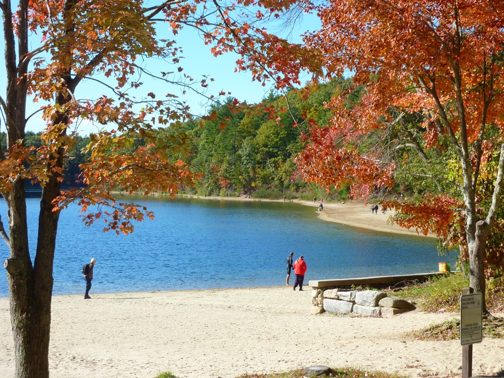 Walden Pond in Concord, MA during the fall.