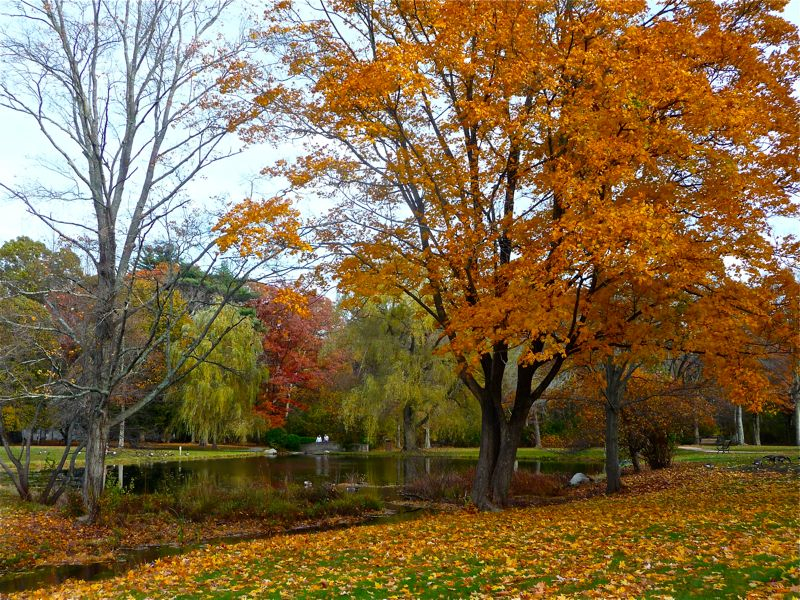 Fall foliage at Bird Park, Walpole, Mass.