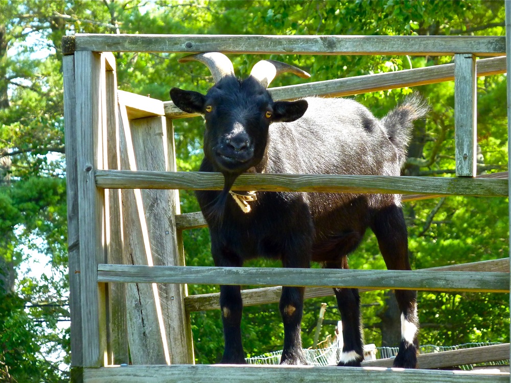 A friendly-looking goat at Jane and Paul's Farm, Norfolk MA