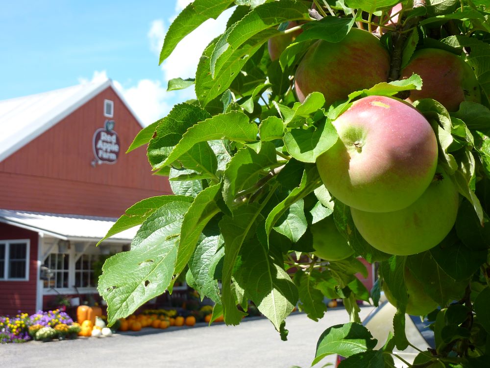 Red Apple Farm is a great place for apple picking in north central Massachusetts.