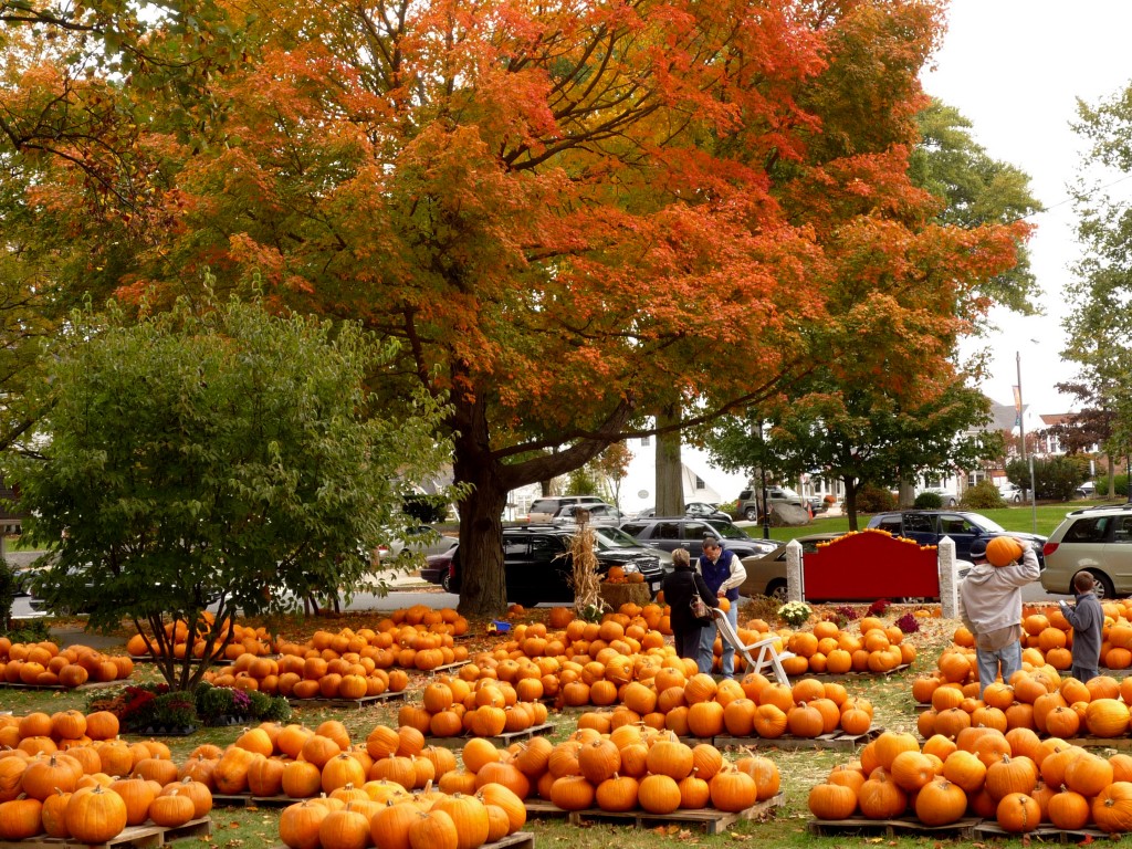 Image of Pumpkin Patch in Walpole MA