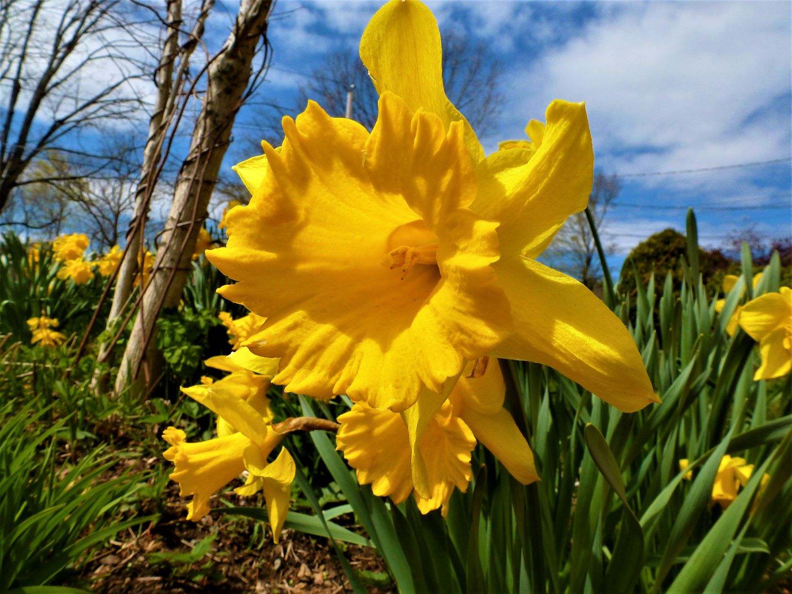 Daffodil in the spring.