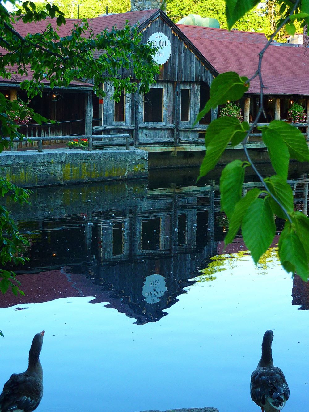 Ducks by the pond at the 1761 Old Mill Restaurant in Westminster, Mass.