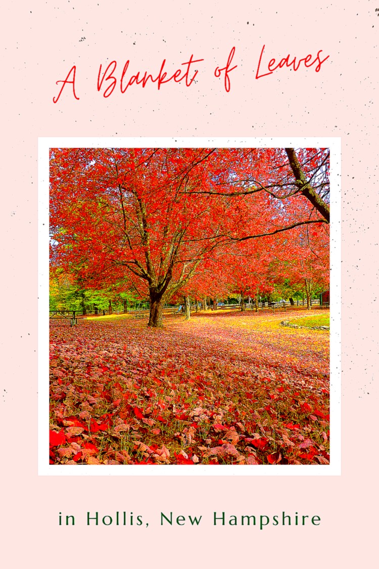 Blanket of leaves in Hollis, NH.