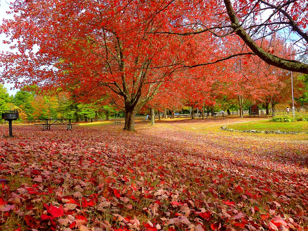 Blanket of leaves at Silver Lake State Park in Hollis, New Hampshire