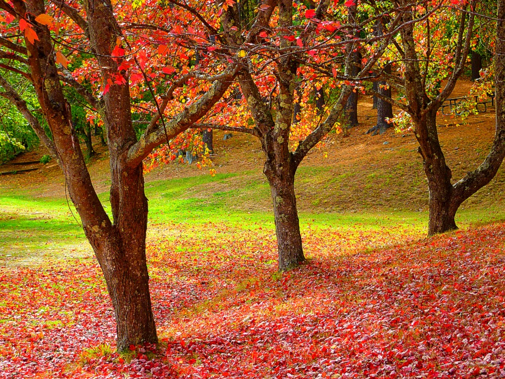 Three trees, colorful grounds at Silver Lake State Park in Hollis, N.H.
