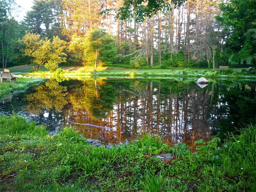 Pond at Bird Park, Walpole MA