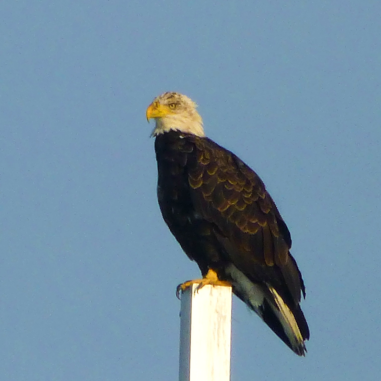 Bald eagle sighting in Massachusetts