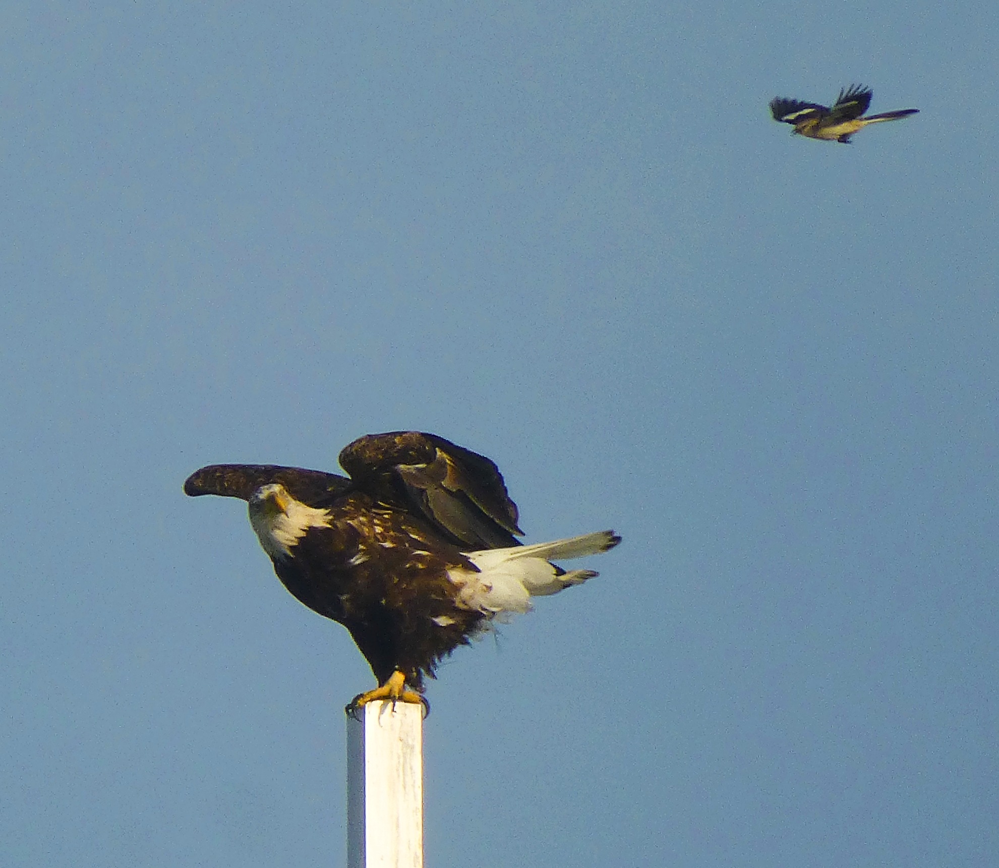 Territorial mockingbird circling bald eagle in Norwood, Massachusetts