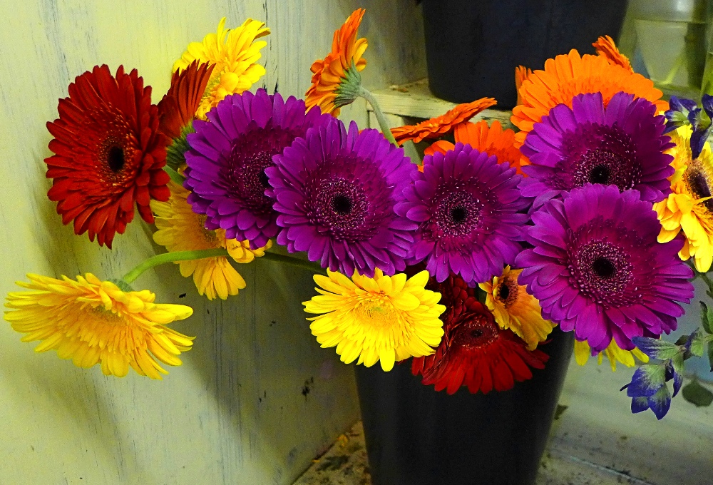 Vibrant flowers from Sunnyside Gardens in Hopkinton, Mass.