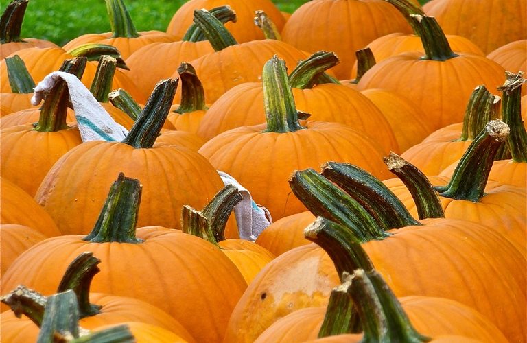 Pumpkins in the New England fall time.