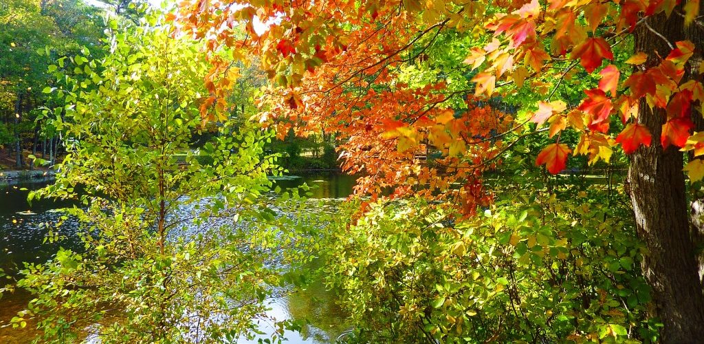 Foliage season at Rocky Woods in Medfield, Massachusetts.