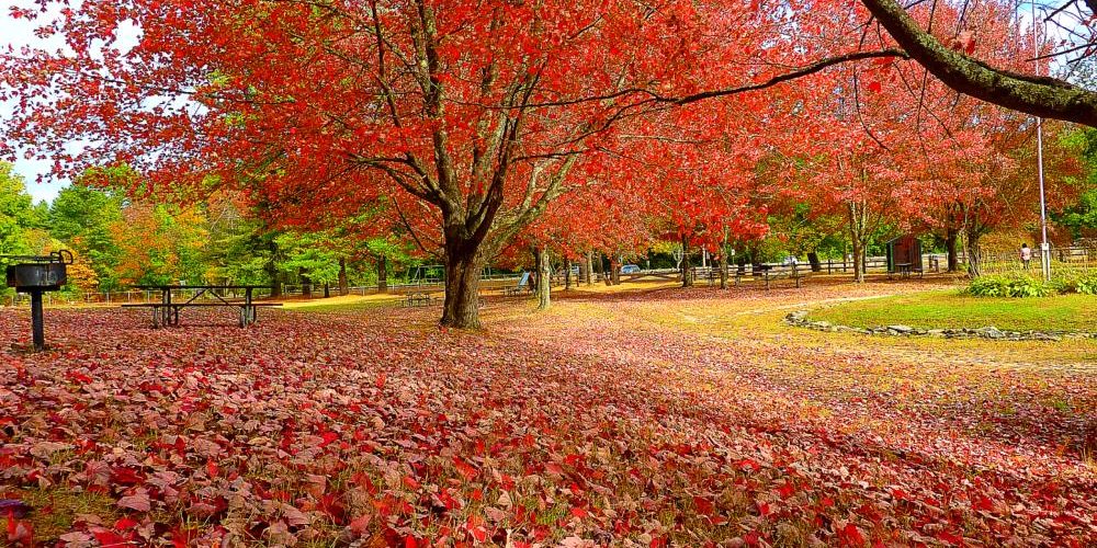 Blanket of foliage leaves at Silver Lake State Park in Hollis, N.H.