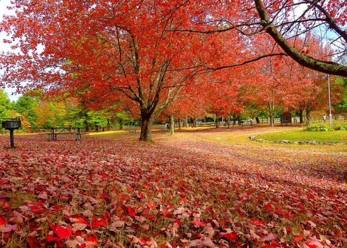 Blanket of foliage leaves at Silver Lake State Park in Hollis, N.H.