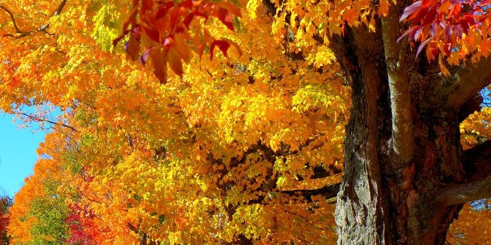 Autumn colors in Medfield, MA.