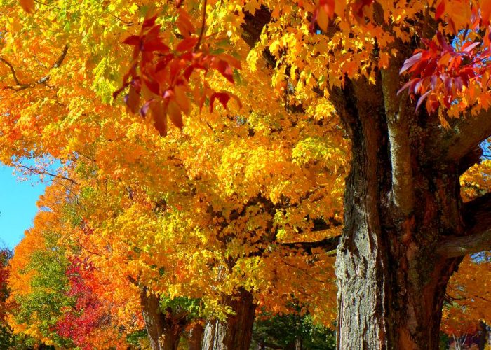 Autumn colors in Medfield, MA.