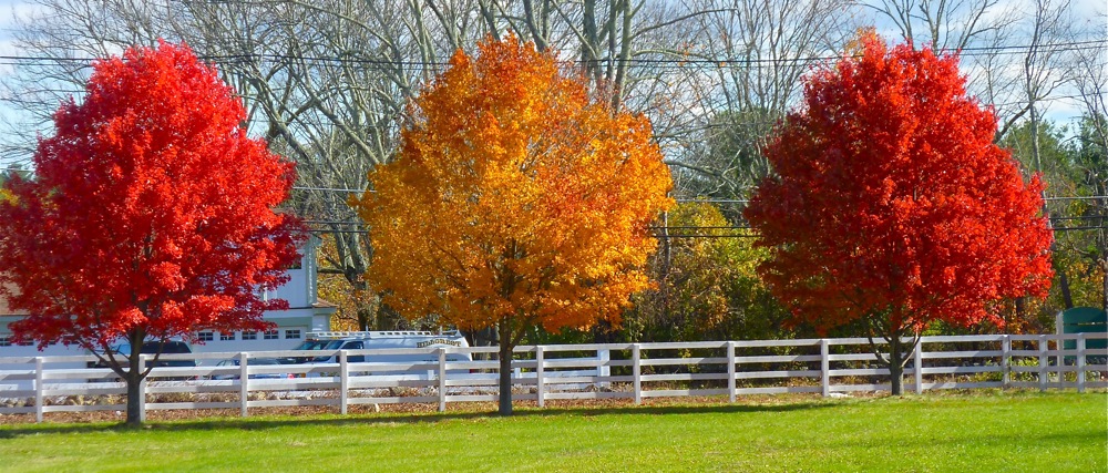 Foliage at Adams Farm in Walpole, Massachusetts